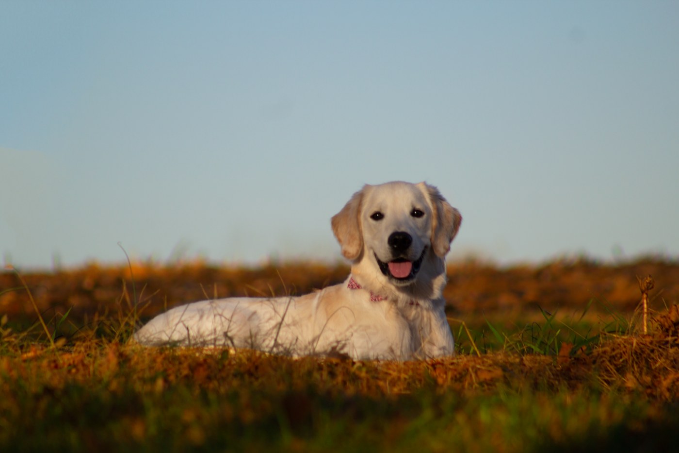 Happy golden retriever outdoors